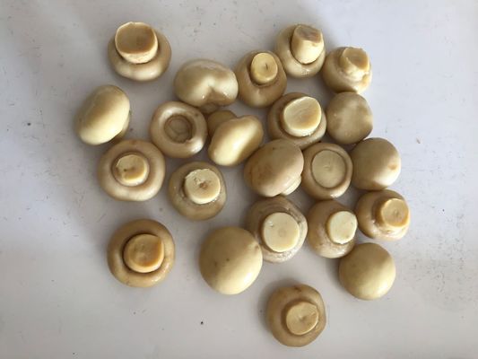 خضروات معلبة بنكهة الفطر الطبيعية النقية، فطر شامبينيون معلب للصناعات الغذائية