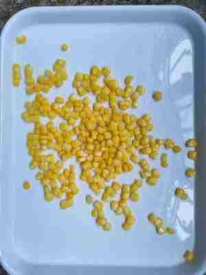 الذرة الحلوة المعلبة جاهزة للأكل ومثالية لأي طبق