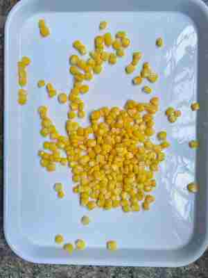 Natural Color Sweet Corn in Can with Easy Open Lid